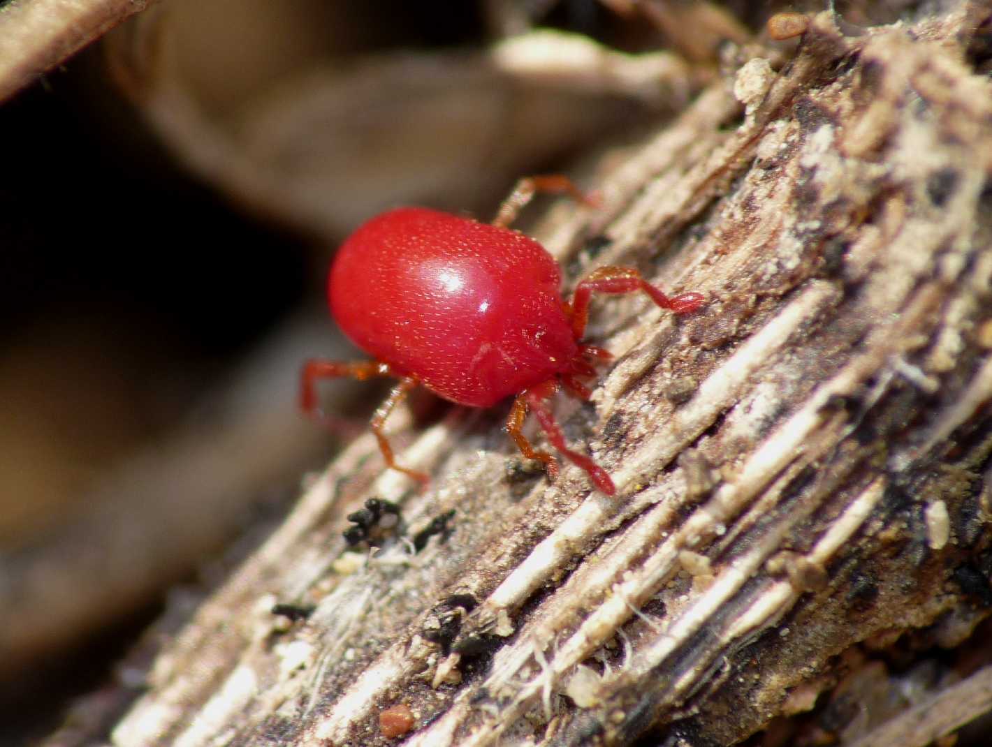 Erythraeidae